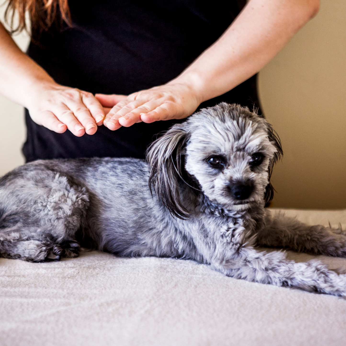 30 Mins. Animal Reiki Session with Holly